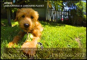 Mini Labradoodle Puppies | Labradoodle Puppies for Sale
