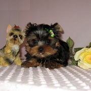 cute Yorkie Puppies ready to go